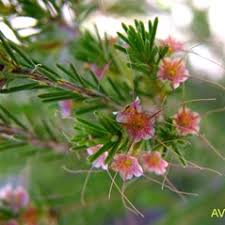 Image result for Tetragonia calycina