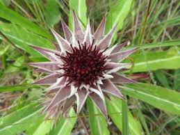 Image result for Macledium zeyheri