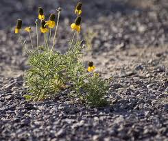 Check spelling or type a new query. Gravel Yellow Flower Desert Flower Drought Tolerant Plant Perennial Flower Wild Flower Flower In The Road Pikist