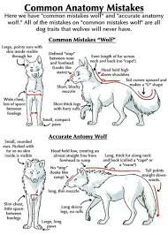 Animals Drawing Wolf Anatomy Animal Drawings Drawing Tips Wolf Drawing