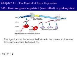 Chapter 11 The Control Of Gene Expression Ppt Download