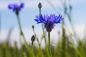 We did not find results for: 7 Fast Growing Flowers For Your Garden Best Summer Flower Seeds