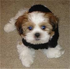 Mum and dad are our family pets. Zuchon Shichon Dog Breed Information And Pictures