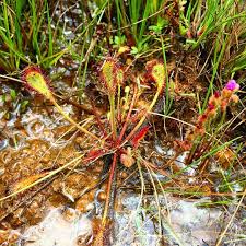 Image result for Drosera burkeana