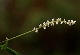 Image result for Celosia trigyna