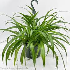 Image result for Chlorophytum pauper