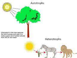 Autotrophs And Heterotrophs Memo Format Ecology Projects Science