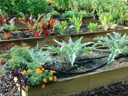 I also use pine boards like you. Tips For Raised Beds Hgtv