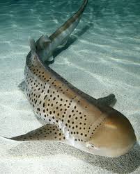 National Aquarium Zebra Shark Zebra Shark Shark Ocean Creatures