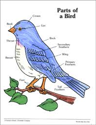 Parts Of A Bird Labeling Practice Page Printable Skills
