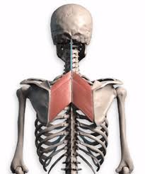 It is like that for several reasons, all of which you can understand by looking at the anatomy of the thoracic spine. Proko How To Draw Upper Back Muscles Anatomy And Motion Muscle Anatomy Anatomy For Artists Body Anatomy