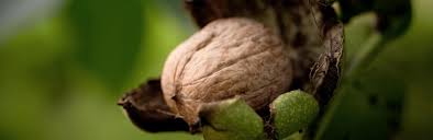 Die nüsse selbst benötigen ein weilchen zum reifen, denn die erntezeit beginnt meist ende september. Walnuss Ernten So Klappt S Liebe Deinen Garten