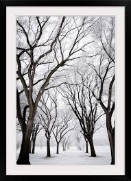 Black And White Canvas Prints Of Trees Frosted Trees I Frosted Tree Photography Prints Art Nature Photography Trees