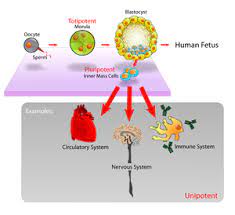 However, animal cells don't have chloroplasts and a number of vacuoles. Embryonic Stem Cell Wikipedia