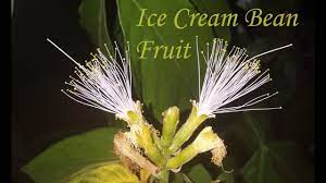 Extremely rare ice cream bean tree in a 3 gallon container. Ice Cream Bean Flowering Youtube