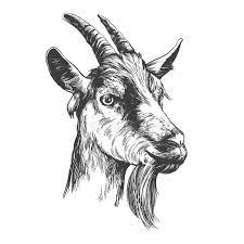 New users enjoy 60% off. Goat Hand Drawn Vector Illustration Realistic Sketch Stock Vector Illustration Of Flock Farming 161651432