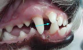 Underbite Veterinary Dental Center Occlusion In Pet