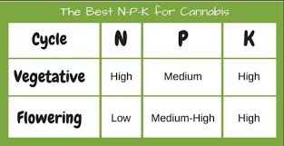 Great Cannabis Nutrients Guide To Get Big Buds