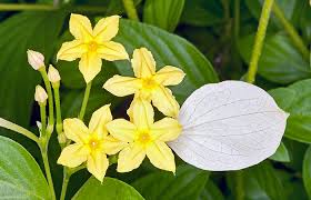 Image result for Mussaenda rivularis