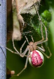 Spider Id Help Portland Oregon Enoplognatha Ovata