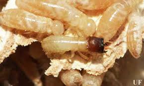 Termite colonies and damage can occur inside structural wood elements. A Drywood Termite Cryptotermes Cavifrons Banks