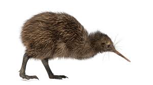 Sie sind so selten, dass jedes ihrer exemplare kostbar ist: Baby Kiwi Bird With Mother Google Search Vogelarten Tiere Neuseeland