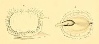 Image result for Galeomma