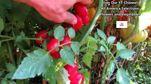 Did you scroll all this way to get facts about juliet tomato plants? The Juliet Tomato Aas Winner Profile No Skin Cracking The Proof Is In The Plant Youtube