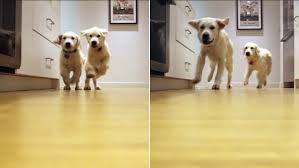 That's a pretty big range, right? Video Watch As These Adorable Golden Retrievers Grow Before Your Eyes Abc7 New York