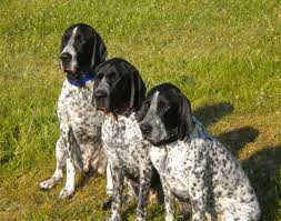 Image result for auvergneský ohař