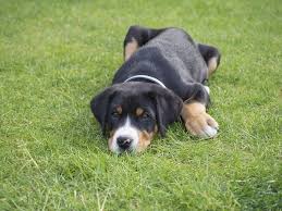 Grosser schweizer sennenhund (greater swiss mountain dog). Grosser Schweizer Sennenhund Welpen Welpenknigge De