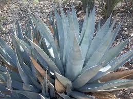 Image result for Agave