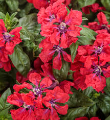 Image result for Cyanotis caespitosa