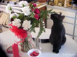 A common indoor and outdoor flowering plant, cyclamens also contain natural saponins. Is Your Valentine Bouquet Safe For Your Cat Laptrinhx News
