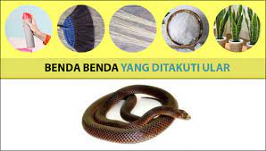 Maybe you would like to learn more about one of these? 6 Benda Yang Ditakuti Ular Untuk Mengusir Mereka Yang Masuk Ke Dalam Rumah Dokumentasi Liestanti Anexia