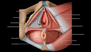 Each hemisphere consists of four lobes: Clitoris An Overview Sciencedirect Topics
