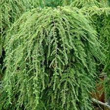 Best Fertilizer Hemlock Trees Cromalinsupport