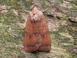 Image result for Noctua interjecta