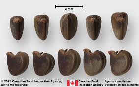 Image result for Sida rhombifolia