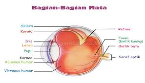 Gambar mata manusia dan penjelasannya. Macam Macam Alat Optik Beserta Penjelasan Dan Fungsinya