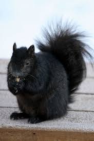 Black And White Squirrel Like Animal The Ark In Space Serves As A Compendium Of The Species Of Our Planet In All Their Glory Drawing On The Finest Photogra Animals Animals Beautiful Cute Squirrel