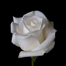 The stock confirmed 40 min ago. White Rose Beautiful Rose Flowers White Roses Beautiful Roses