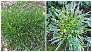 Controlling Monkey Grass How To Manage And Get Rid Of Liriope