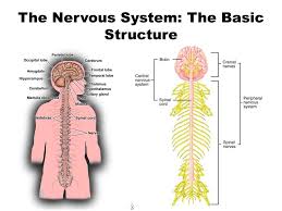 Nervous system functions and parts ask a biologist. Body And Behavior The Nervous System The Basic Structure Ppt Download