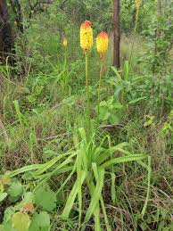 Image result for Eulophia norlindhii