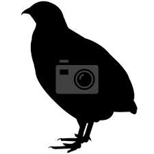 Die wachtel (coturnix coturnix) ist ein ungefähr starengroßer, im verborgenen lebender vogel, der in fast ganz europa, dem westlichen teil asiens und einem großen teil afrikas vorkommt. Wachtel Silhouette Vektorgrafiken Leinwandbilder Bilder Rebhuhn Wachtel Emblem Myloview De