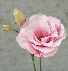 Fresh cut flowers sign amazon. Amazon Com Pelleted Seeds Flower Lisianthus Mariachi Pink D1965p Pink 25 Hybrid Seeds By David S Botanical Flowers Flower Identification Wonderful Flowers