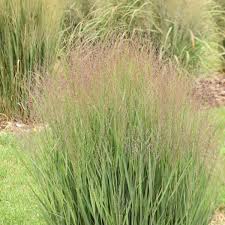 Image result for Panicum funaense