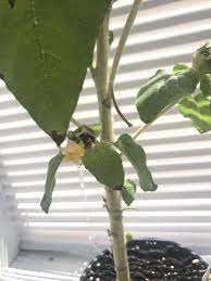 Stalks often have a brown to black pith. Ask A Question Forum My Sunflower Leaves Have Brown Spots And Tip Burn Garden Org