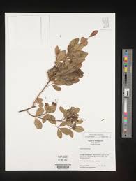 Image result for Maerua nervosa